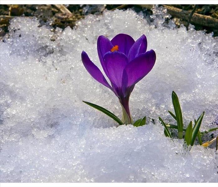 Purple flower in the middle of snow